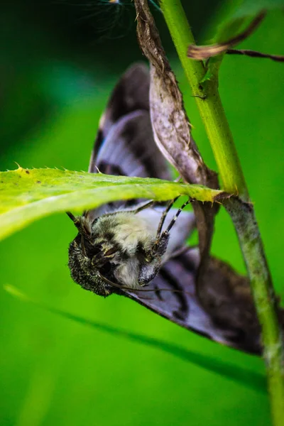 Natt Moth Sitter Ett Grässtrå Makro Foto Närbild Insekter Fjärilar — Stockfoto