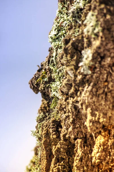 Lichen Sur Tronc Bouleau Gros Plan Faible Profondeur Champ — Photo