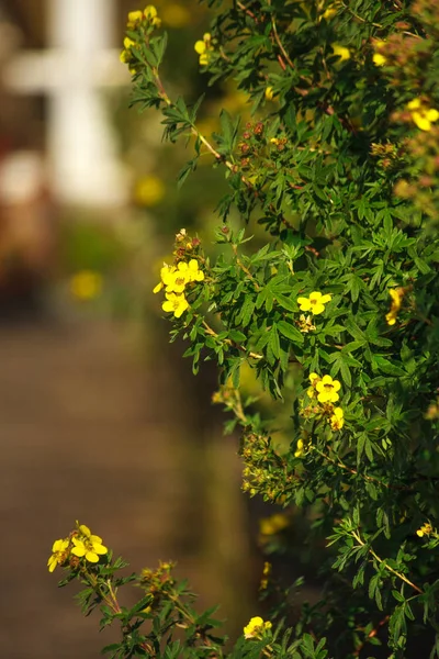 Beautiful yellow flowers bush — Stock Image Beautiful Yellow Flowers Bush Royalty Free Stock Photos