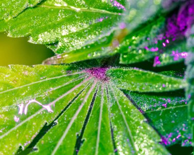 Taze yaprak yeşil örümcek mite koloninin mikroskopik web ile kaplı. Bitki hastalık. Tetranychus. Marijuana bitkisi örümcek akarları ile boğulmuş.
