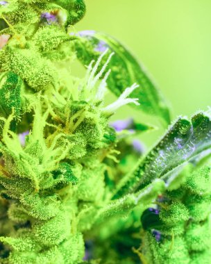 Yakın çekim ayrıntı esrar, trichomes ve yaprakları geç çiçekli sahnede. Bud esrar uyuşturucu, yüksek çözünürlüklü. Kristal yapıları yapraklar ve tomurcukları.