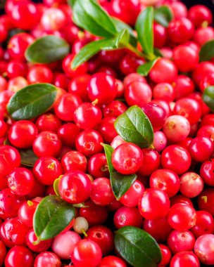 Fuska ile arka plan. Vaccinium vitis-idaea (İsveç kirazı, partridgeberry). Berry bırakır. yukarıdan görüntüleyin. Toplanan kızılcık. 