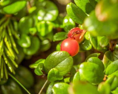 Kırmızı yabanmersini, İsveç kirazı veya partridgeberry. Orman doğal arka plan. sığ derinlik-in tarla. Makro. meyveler - vitaminler kışın ana kaynağıdır. geleneksel tıp.