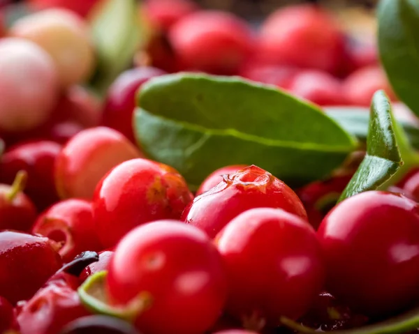 Lingonberry Rouge Sauvage Myrtille Flore Eurasienne Forest Vaccinium Vitis Idaea — Photo