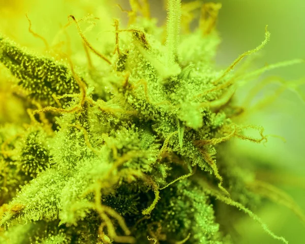 Décryptages Marijuana Bud Macro Trichomes Sur Feuille Cannabis Indica Femelle — Photo