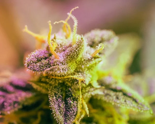 Närbild Detalj Cannabis Trichomes Och Bladen Sena Blomningen Knopp Marijuana — Stockfoto