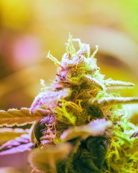 Közeli Részlet Kannabisz Trichomes Levelek Késői Virágzás Szakaszában Bud Marihuána — Stock Fotó