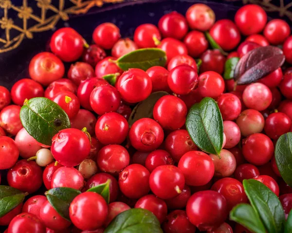 Bakgrund Med Lingonris Vaccinium Vitis Idaea Lingon Partridgeberry Berry Lämnar — Stockfoto