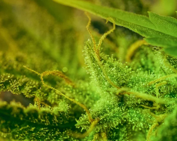 Közeli Kép Marihuána Bud Makró Trichomes Női Cannabis Indica Növény — Stock Fotó