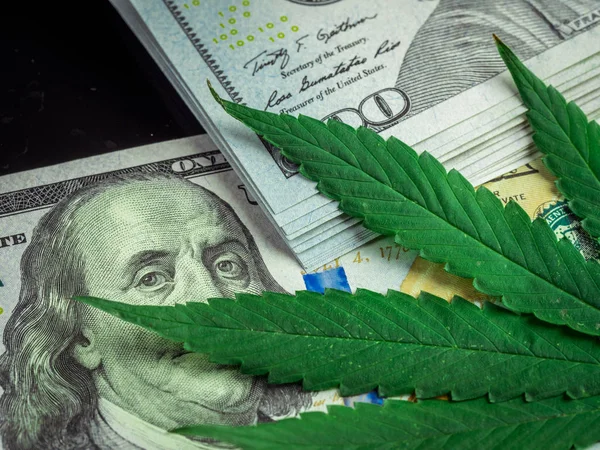 Μαριχουάνα Και Την Κάνναβη Φρέσκα Φύλλα Πάνω Μαύρο Φόντο Δολάρια — Φωτογραφία Αρχείου