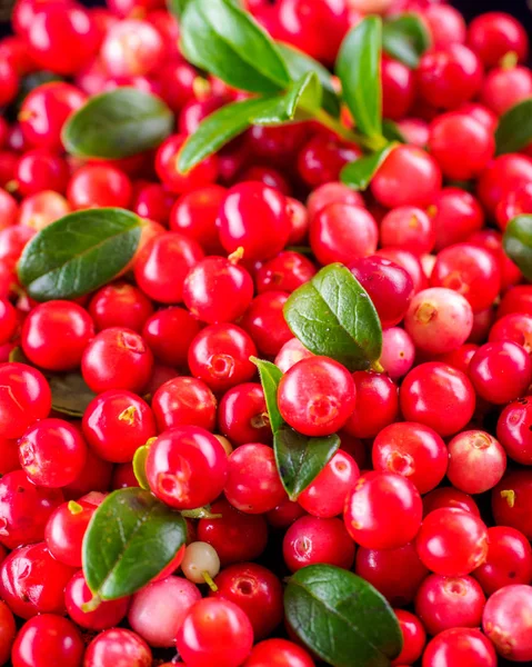 Background Cowberry Vaccinium Vitis Idaea Lingonberry Partridgeberry Berry Leaves View — Stock Photo, Image