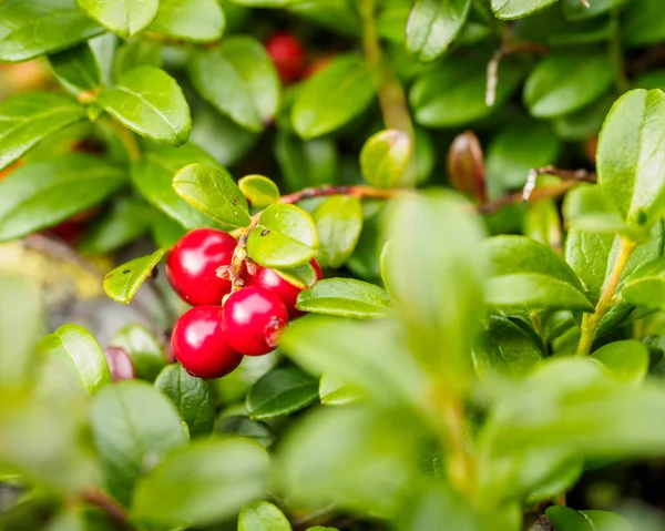 Cowberry Vaccinium Vitis Idaea Vörösáfonya Partridgeberry Friss Vad Szerves Vörösáfonya — Stock Fotó