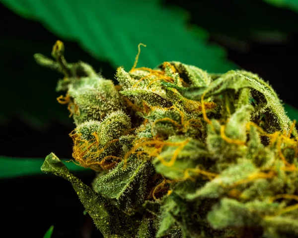 Cannabis Knospe Nahaufnahme Auf Schwarzem Hintergrund Makromarihuana Selektiver Fokus Kopierraum — Stockfoto