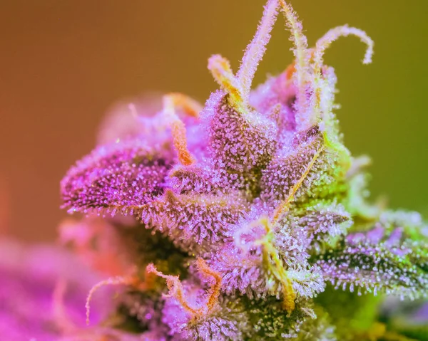 Zbliżenie Marihuana Bud Makro Włosków Kobiece Cannabis Indica Liści Roślin — Zdjęcie stockowe