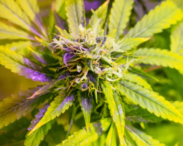 Marijuana Grow Operation Flowering Buds Hemp Plant Indoor Weed Harvest — Stock Photo, Image