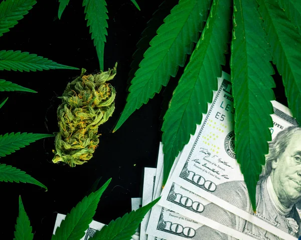 Bourgeon Marijuana Feuilles Cannabis Frais Sur Fond Noir Dollars Des — Photo