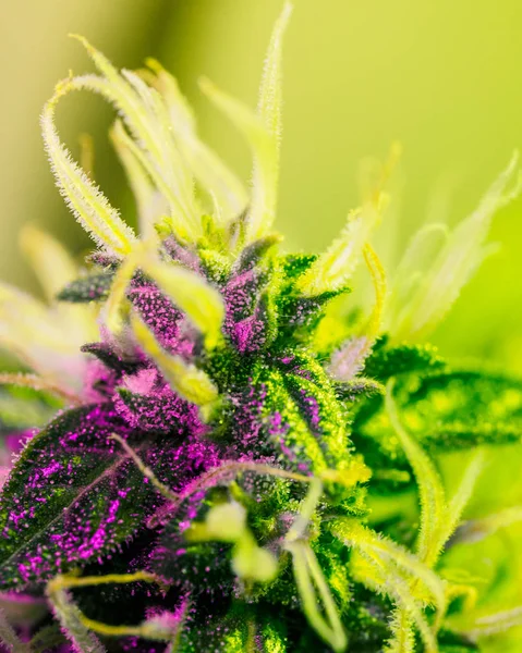 Pianta Medica Marijuana Serra Lampada Spettro Completo Sfondo Germogli Cannabis — Foto Stock