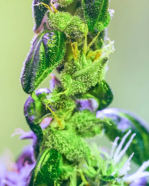 Närbild Detalj Cannabis Trichomes Och Bladen Sena Blomningen Knopp Marijuana — Stockfoto