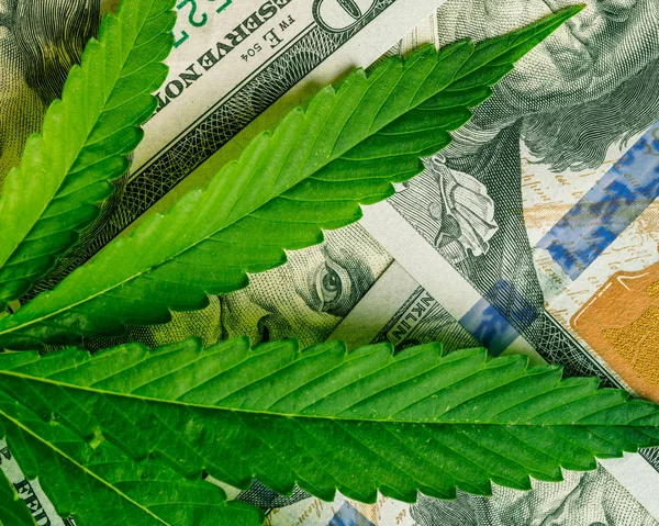 Increase Revenue Profits Field Growing Medical Cannabis Leaf Marijuana Cash — Stock Photo, Image