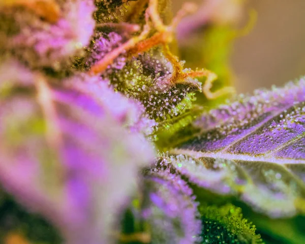 Närbild Marijuana Bud Makro Trichomes Kvinnliga Cannabis Indica Växters Blad — Stockfoto