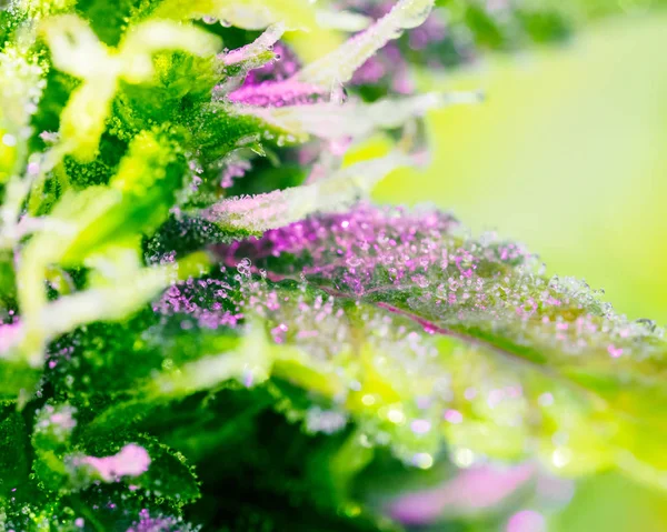 Ιατρική Μαριχουάνα Φυτών Στο Θερμοκήπιο Λάμπα Πλήρους Φάσματος Κάνναβης Οφθαλμός — Φωτογραφία Αρχείου
