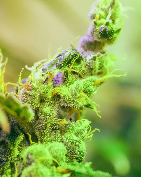 Közeli Részlet Kannabisz Trichomes Levelek Késői Virágzás Szakaszában Bud Marihuána — Stock Fotó