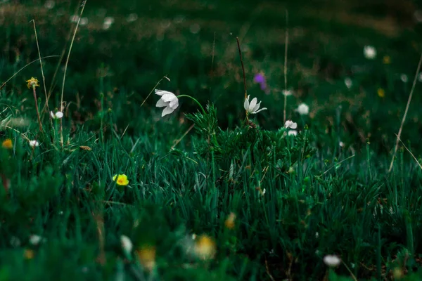 Paysage Sauvage Avec Prairie Verte Fraîche Fleurs Florissantes Paysages Montagne — Photo