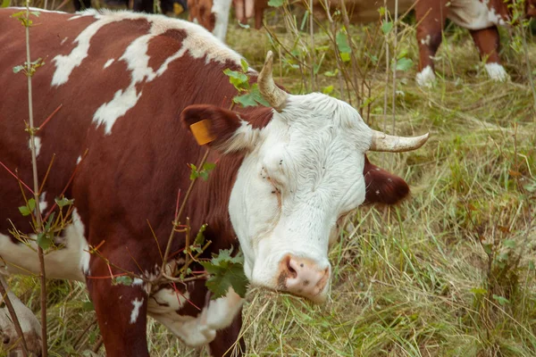 草原の牛 イタリア南チロル州 ドロミテ — ストック写真