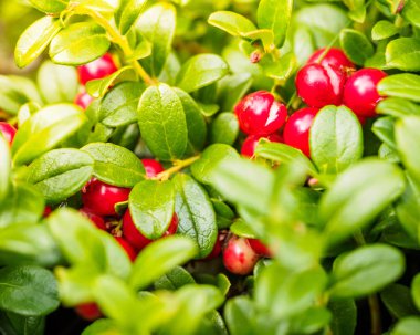 Fuska (Vaccinium vitis-idaea, İsveç kirazı, Partridgeberry). Taze vahşi organik İsveç kirazı ormandaki. olmayan GDO. Kuzey Amerika, İskandinavya ve Rusya bitki örtüsü.