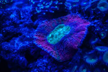 Tropikal okyanus sualtı mercan ve balık ile. Sualtı manzara