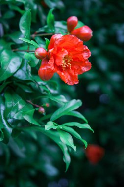 Como Gölü'çiçek açan ağaç. Alpler, İtalya, Lombardi, Europe.