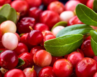 Vahşi kırmızı İsveç kirazı. Fuska Avrasya flora. Orman Vaccinium vitis-idaea. Yakın çekim makro görüntü. Organik olmayan GDO vejetaryen yemek.