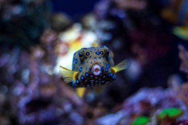 Tropikal okyanus sualtı mercan ve balık ile. Sualtı manzara