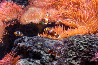 Tropikal okyanus sualtı mercan ve balık ile. Sualtı manzara