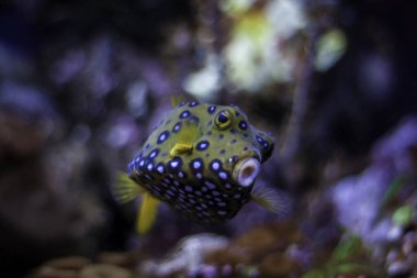 Tropikal okyanus sualtı mercan ve balık ile. Sualtı manzara