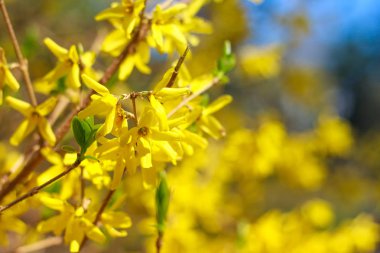 Hor çiçeği çiçekli bitkiler Zeytingiller zeytin ailesindeki bir cinsidir. Orada 11 tür, Doğu Asya, çoğunlukla yerli ancak Güneydoğu Avrupa için bir yerli.
