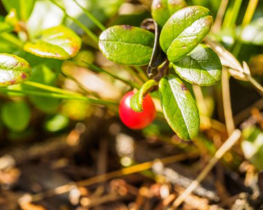 Kırmızı yabanmersini, İsveç kirazı veya partridgeberry. Orman doğal arka plan. sığ derinlik-in tarla. Makro. meyveler - vitaminler kışın ana kaynağıdır. geleneksel tıp.