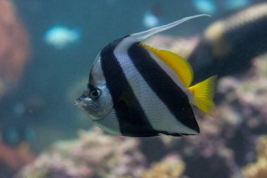 Tropikal okyanus sualtı mercan ve balık ile. Sualtı manzara