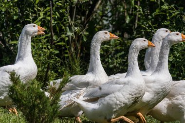 Kazlar geleneksel köy kaz çiftlikte otlatmak. Birçok kazlar yeşil çim alanda yürüyüş.