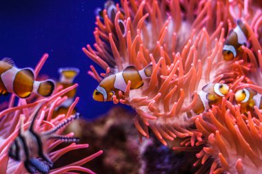 Tropikal okyanus sualtı mercan ve balık ile. Sualtı manzara