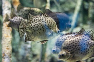 Tropikal okyanus sualtı mercan ve balık ile. Sualtı manzara