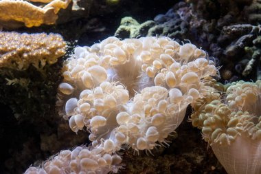 Tropikal okyanus sualtı mercan ve balık ile. Sualtı manzara