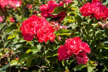 Güzel pembe güller çalısı