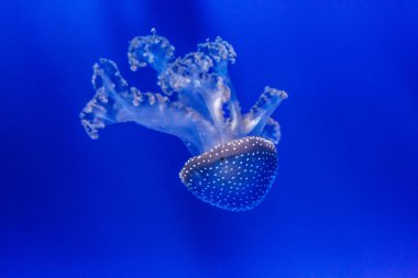 derin mavi bir arka plan parlak mavi deniz anası.