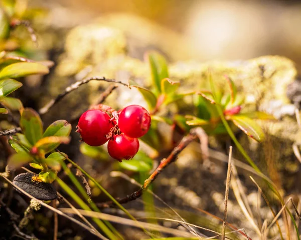 Preiselbeere Vaccinium Vitis Idaea Preiselbeere Rebhuhn Frische Wilde Bio Preiselbeere — Stockfoto