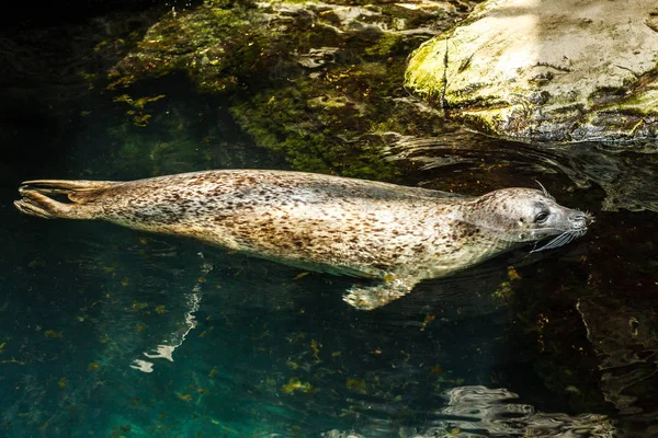 Seal Lui Slapen Blauwe Wateren — Stockfoto