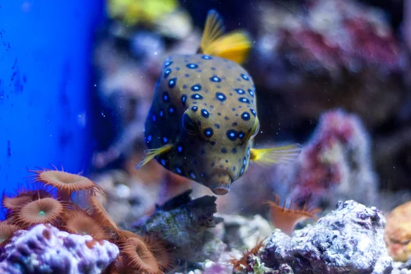 Tropische Oceaan Onderwater Met Koralen Vissen Onderwater Landschap — Stockfoto