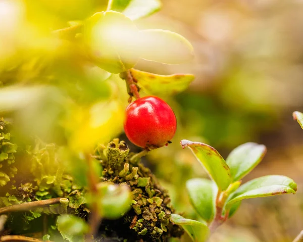 Röd Lingonris Lingon Eller Partridgeberry Skogens Naturliga Bakgrund Kort Skärpedjup — Stockfoto