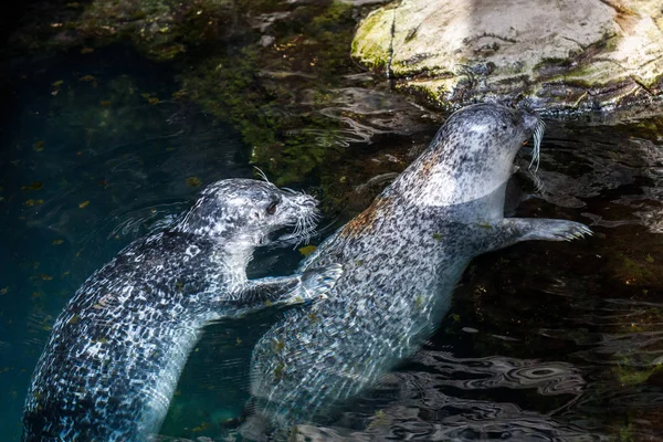 两只海狮拥抱在蓝色的水域 — 图库照片