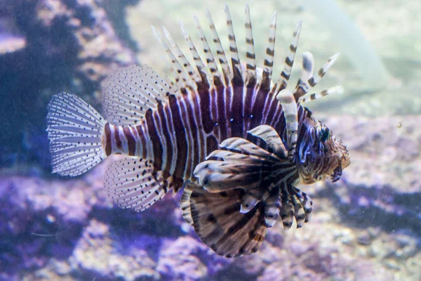 Tropische Oceaan Onderwater Met Koralen Vissen Onderwater Landschap — Stockfoto